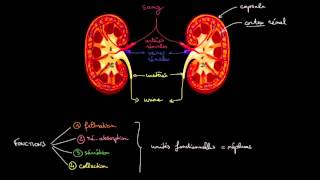 Anatomie et fonctions des reins [upl. by Ellett752]