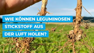 ☘️ Wie können Leguminosen Stickstoff aus der Luft holen [upl. by Lehplar]