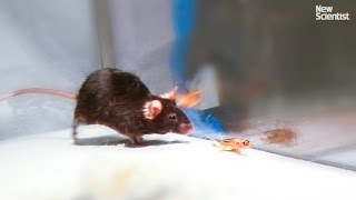 Mice made to kill using mind control lasers [upl. by Schwejda606]