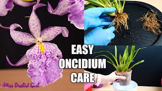 How to Care for Oncidium Orchids  Watering Repotting Reblooming amp more Orchid Care for Beginners [upl. by Oswell368]