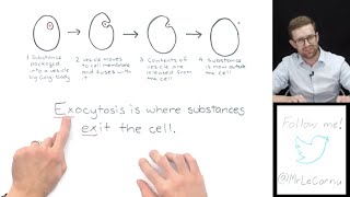 What is Exocytosis [upl. by Marten610]