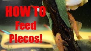 My SECRET for feeding Plecos to get them to spawn [upl. by Acinelav]