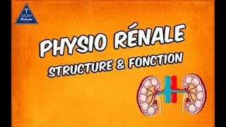 Physiologie rénale  Structure et fonctions [upl. by Adham153]