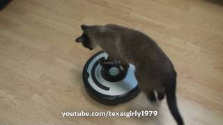 Cat shows HOW TO use iRobot Roomba Vacuum [upl. by Rehpotsirc]