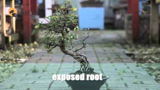 How to make bonsai tree Bonsai Styles for beginners [upl. by Saihtam687]