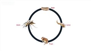 Life Cycle Of Mosquitoes  How Long Do Mosquitoes Live [upl. by Goeger578]