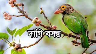 দাগী বসন্ত  Lineated Barbet [upl. by Ursulette]