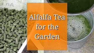 Alfalfa Tea for the Garden [upl. by Nilved]