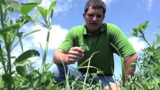 Boosting Alfalfa Yield with Teffgrass [upl. by Scholz]