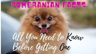 Facts About Pomeranian Dogs 101All You Need to Know [upl. by Launce]