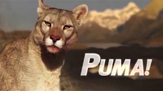 Puma Lion of the Andes  National Geographic  Wildlife Documentary HD [upl. by Cheung405]