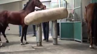 Mating Horses Breeding  HORSE MATING Donating Sperm MIX [upl. by Cresa]