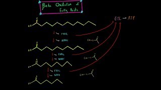 Beta Oxidation and Fatty Acid Oxidation EVERYTHING YOU NEED TO KNOW BIOCHEMISTRY MCAT [upl. by Sorilda]