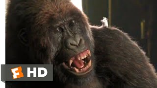 Dolittle 2020  Gorilla Chess Scene 110  Movieclips [upl. by Eyk]