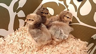 Newly Hatched AutoSexing Cream Legbar Chicks [upl. by Ltney]