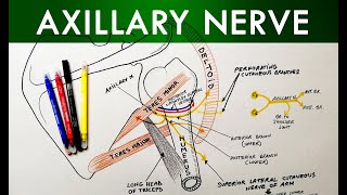 Axillary Nerve  Course amp Branches  Anatomy Tutorial [upl. by Giddings598]