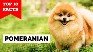 Pomeranian  Top 10 Facts [upl. by Briana]