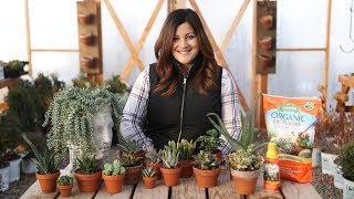 Indoor Succulents for Beginners 🌺  Garden Answer [upl. by Aubarta]