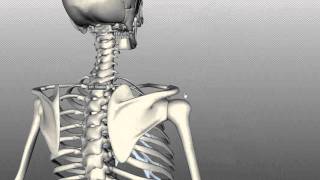 Scapula and Clavicle  Shoulder Girdle  Anatomy Tutorial [upl. by Hadihahs]