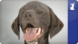 German Short Haired Pointer  Doglopedia [upl. by Aved]