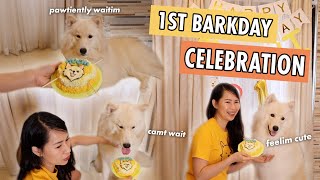 MOCHIS 1ST BARKDAY CELEBRATION  HUSKYTEERS TV [upl. by Phionna]