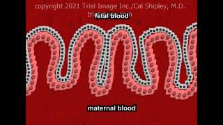 The Placenta Anatomy and Physiology [upl. by Lenoil]