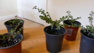 New Cotoneasters for Bonsai [upl. by Enicar]