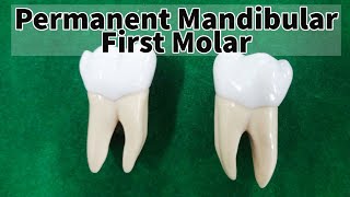 Permanent mandibular first molar [upl. by Nhguavad]