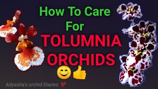 How to care for Tolumnia orchids  culture light and watering requirements [upl. by Woodall168]