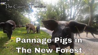 The New Forest Pannaging Pigs [upl. by Anairotciv813]