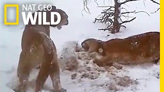 Watch How Pumas Fight Keep the Peace and Share a Meal  Nat Geo Wild [upl. by Hayott]