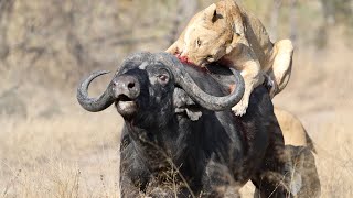 3 Lions Bring Down Buffalo In Epic Battle Not For Sensitive Viewers [upl. by Latsyrd773]