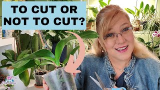 How To Know Which Orchid Roots to Cut Focus on Yellow Roots [upl. by Lathe]