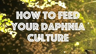 How To Feed Your Daphnia Culture [upl. by Sanburn133]