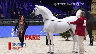 Hariry Al Shaqab the WORLD PLATINUM Champion Arabian Stallion Paris 2019 [upl. by Moersch]