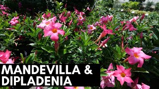 Mandevilla and Dipladenia [upl. by Ahsikam]