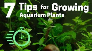 7 Tips for Growing Freshwater Plants in an Aquarium [upl. by Aicsila]