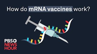 How do mRNA COVID19 vaccines work [upl. by Albertson]