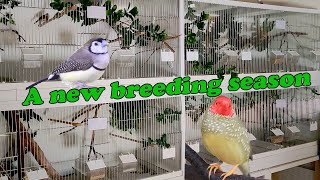 Step by Step Conditioning the Finches Bird Breeding Diaries 1 [upl. by Ittocs892]