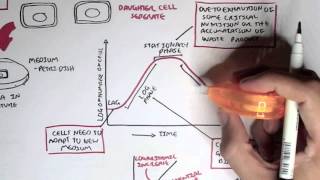 Microbiology  Bacteria Growth Reproduction Classification [upl. by Introc404]