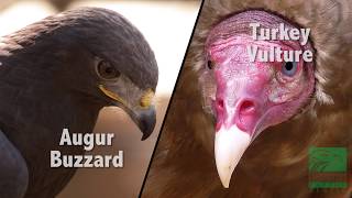 Buzzard vs Vulture Whats the Difference [upl. by Brent]