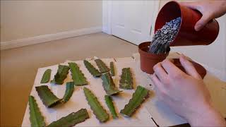 Epiphyllum Cactus Pruning And Cuttings [upl. by Tatianas]