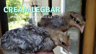 Crested Cream Legbar 4WeekOld Chicks [upl. by Aivatan]