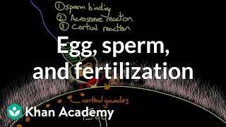 Egg sperm and fertilization  Behavior  MCAT  Khan Academy [upl. by Seessel946]