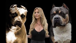 DOG KILLERS  AMERICAN PITBULL TERRIER Vs AMERICAN BULLY DOG [upl. by Carlo]