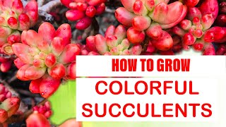 HOW TO GROW COLORFUL SUCCULENTS  How to stress your succulents [upl. by Eycal]