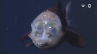 MBARIs Top 10 deepsea animals [upl. by Neelehtak155]