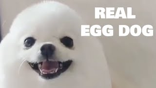 real eggdog so cute [upl. by Nylasej]