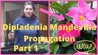 Part 1 How to Propagate  Propagating Taking Cuttings From Dipladenia Mandevilla Vine [upl. by Eenaej]