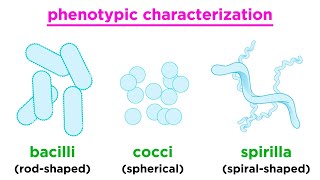 MicroOrganism and its Types  Biology  Letstute [upl. by Nagek]